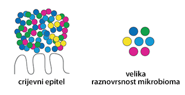 Mikrobiom crijeva zdravih žena